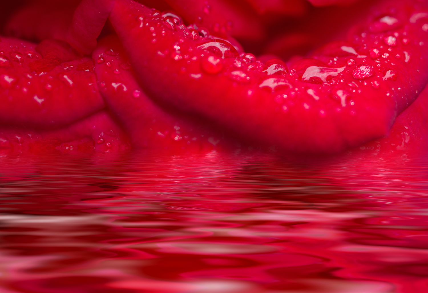 Blüte einer roten Rose im Wasser in Nahaufnahme