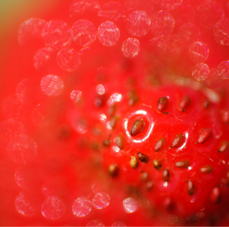 Erdbeere in Nahaufnahme